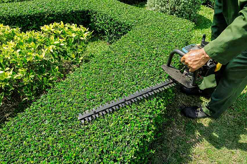 Shurb Trimming